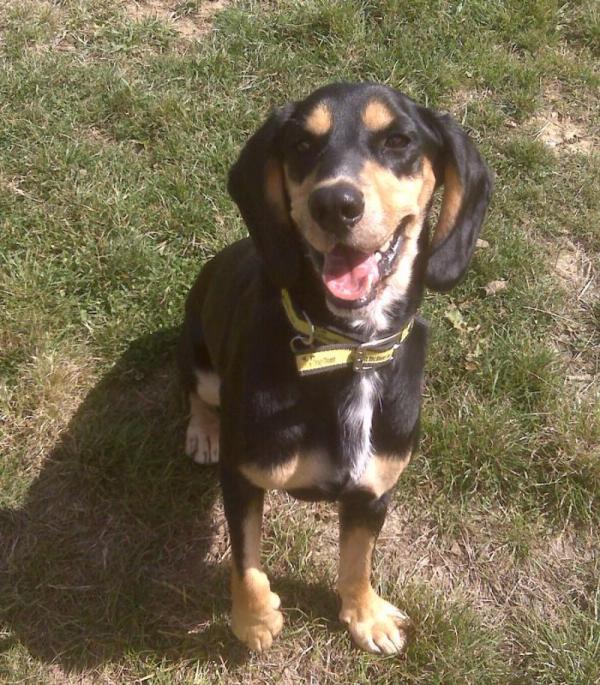 DOBBY