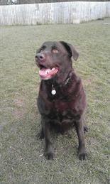Harvey