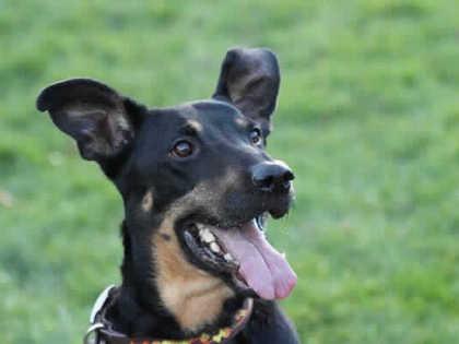 Zak