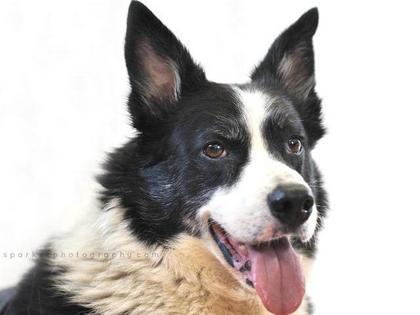 Shep