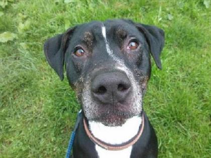 Bruno