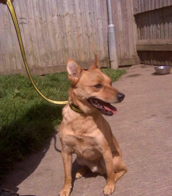 DINGO