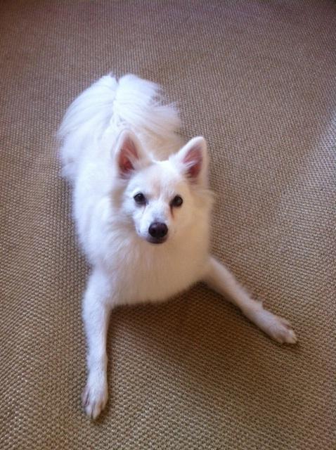 Atka