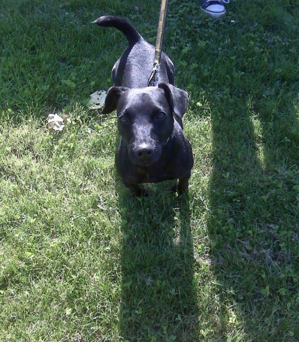 HARVEY