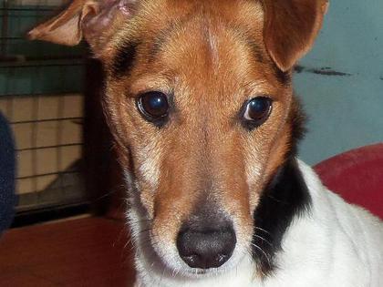 Toby