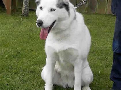 Suki