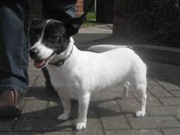 Pippin